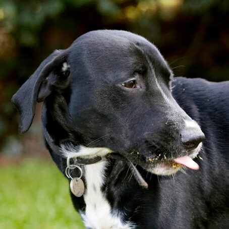 Boogla, Bougla, Butter, Dog, Dogs, Eat, Eating, Peanut, Spaniels, Springer Spaniel, Staffordshire Bull Terrier, Terriers, Tongue