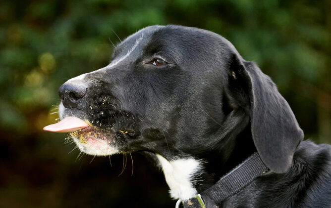 Boogla, Bougla, Butter, Dog, Dogs, Eat, Eating, Peanut, Spaniels, Springer Spaniel, Staffordshire Bull Terrier, Terriers, Tongue