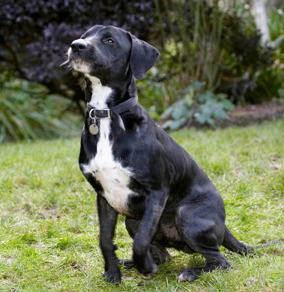 Boogla, Bougla, Dog, Dogs, Sit, Sitting, Spaniels, Springer Spaniel, Staffordshire Bull Terrier, Terriers