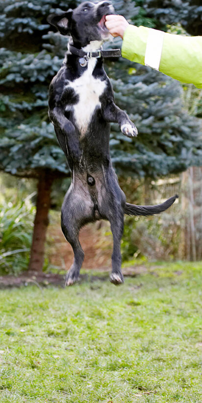 Boogla, Bougla, Dog, Dogs, Jump, Jumping, Leap, Leaping, Spaniels, Springer Spaniel, Staffordshire Bull Terrier, Terriers