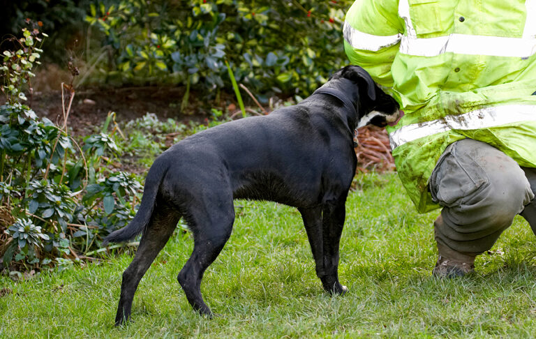Boogla, Bougla, Dog, Dogs, Kalvin, Spaniels, Springer Spaniel, Staffordshire Bull Terrier, Terriers