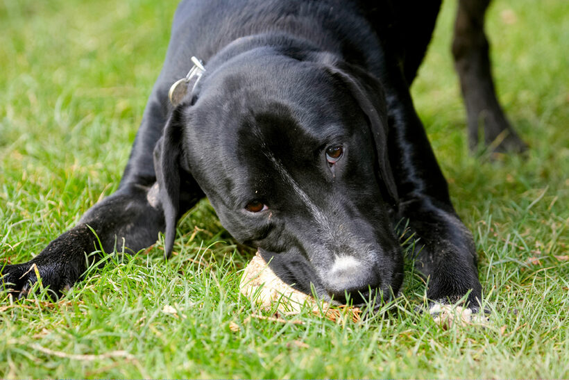 Boogla, Bougla, Dog, Dogs, Eat, Eating, Spaniels, Springer Spaniel, Staffordshire Bull Terrier, Terriers