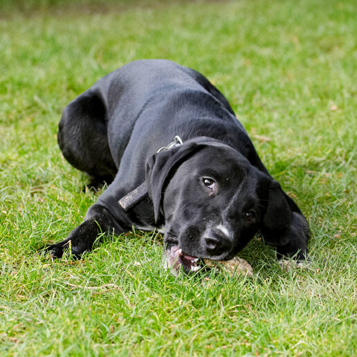 Boogla, Bougla, Dog, Dogs, Eat, Eating, Spaniels, Springer Spaniel, Staffordshire Bull Terrier, Terriers