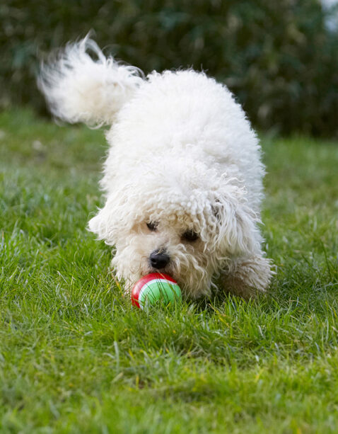 Ball, Bolognese, Dog, Dogs, Lulu, Play, Playing, Playtime