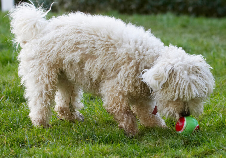 Ball, Bolognese, Dog, Dogs, Lulu, Play, Playing, Playtime