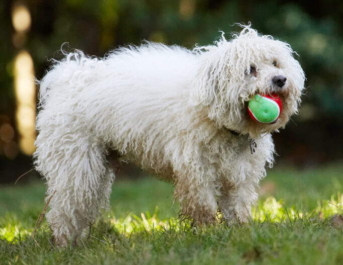 Ball, Bolognese, Dog, Dogs, Oscar, Play, Playing, Playtime, Stand, Standing