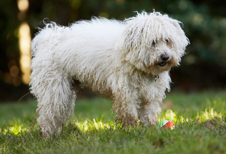 Ball, Bolognese, Dog, Dogs, Oscar, Play, Playing, Playtime