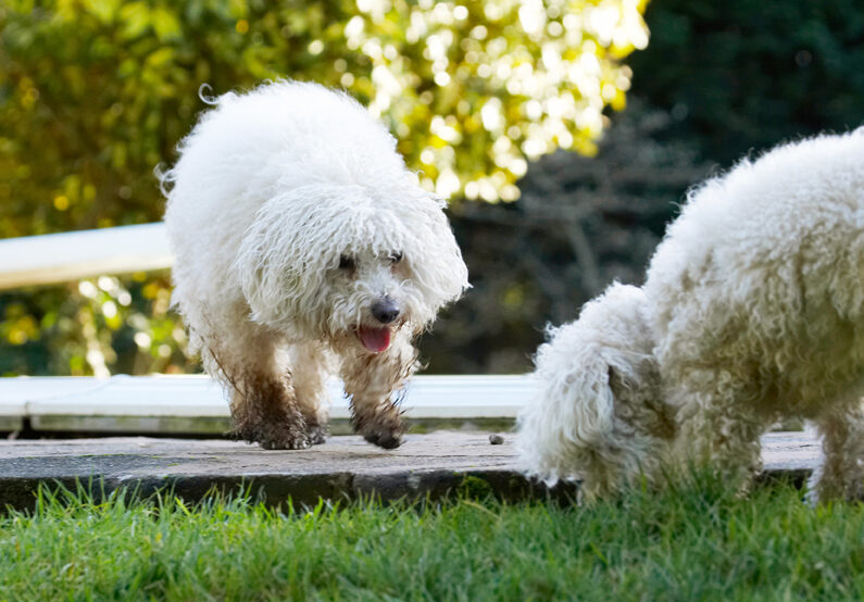 Best, Bolognese, Dog, Dogs, Friends, Lulu, Oscar, Play, Playing, Playtime, Tongue
