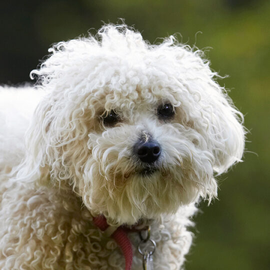 Bolognese, Dog, Dogs, Lulu, Play, Playing, Playtime