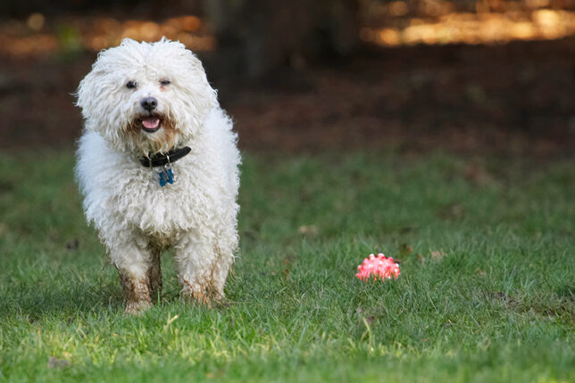 Ball, Bolognese, Dog, Dogs, Oscar, Play, Playing, Playtime, Stand, Standing, Tongue