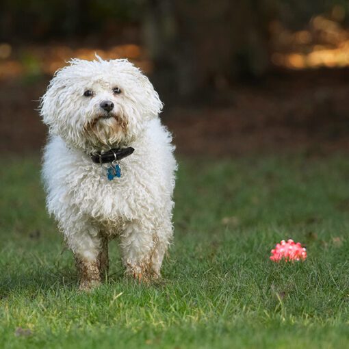 Ball, Bolognese, Dog, Dogs, Oscar, Play, Playing, Playtime, Stand, Standing