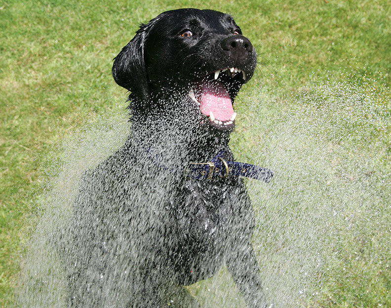 Garden Hose on A Summer Afternoon