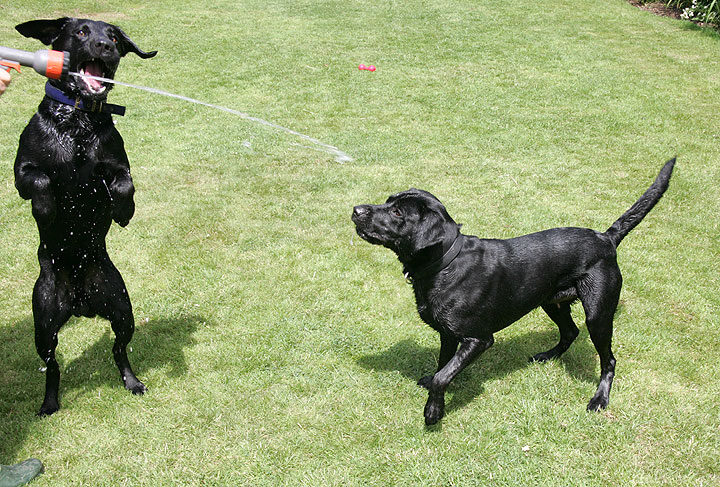 The Labs and the Garden Hose