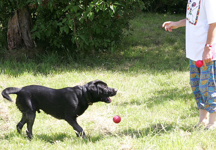 Dropping the Red Ball -- Now Throw It Again!