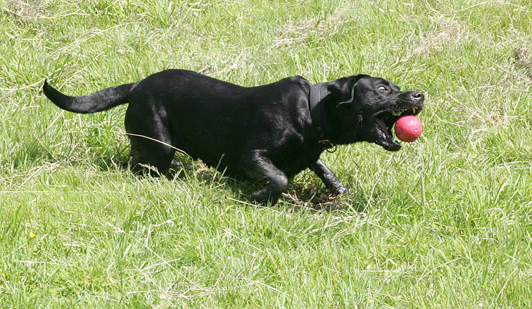 Black Panther Dog -- With The Red Ball