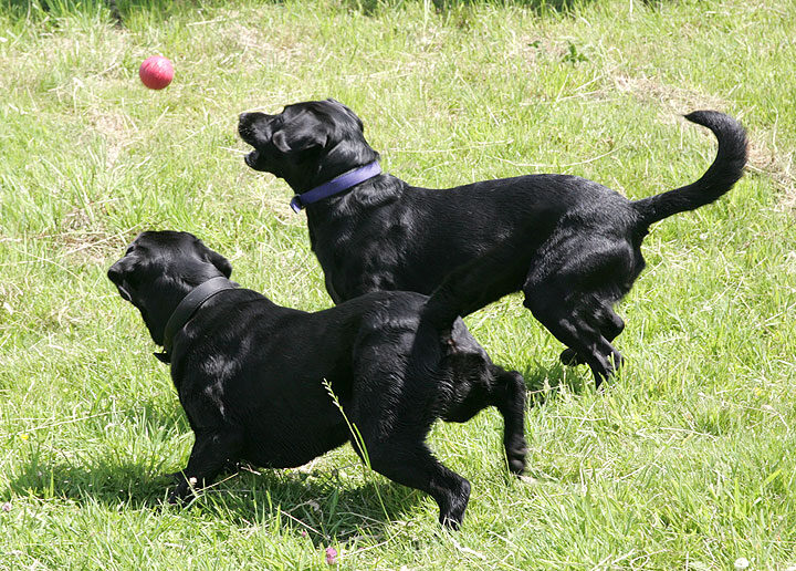 Catching the Red Ball