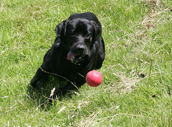 Catching the Red Ball