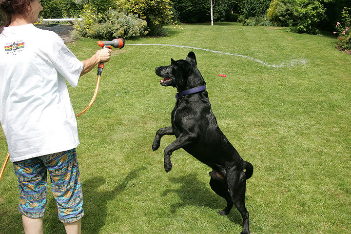 Dogs And Garden Hoses