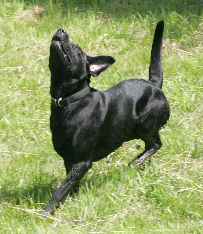 Tail Up