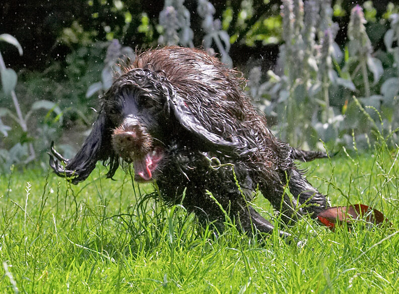 Chasing water wreaks havoc with my hair-do