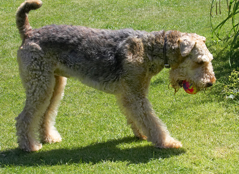 I've got the ball.  What do I do with it now?