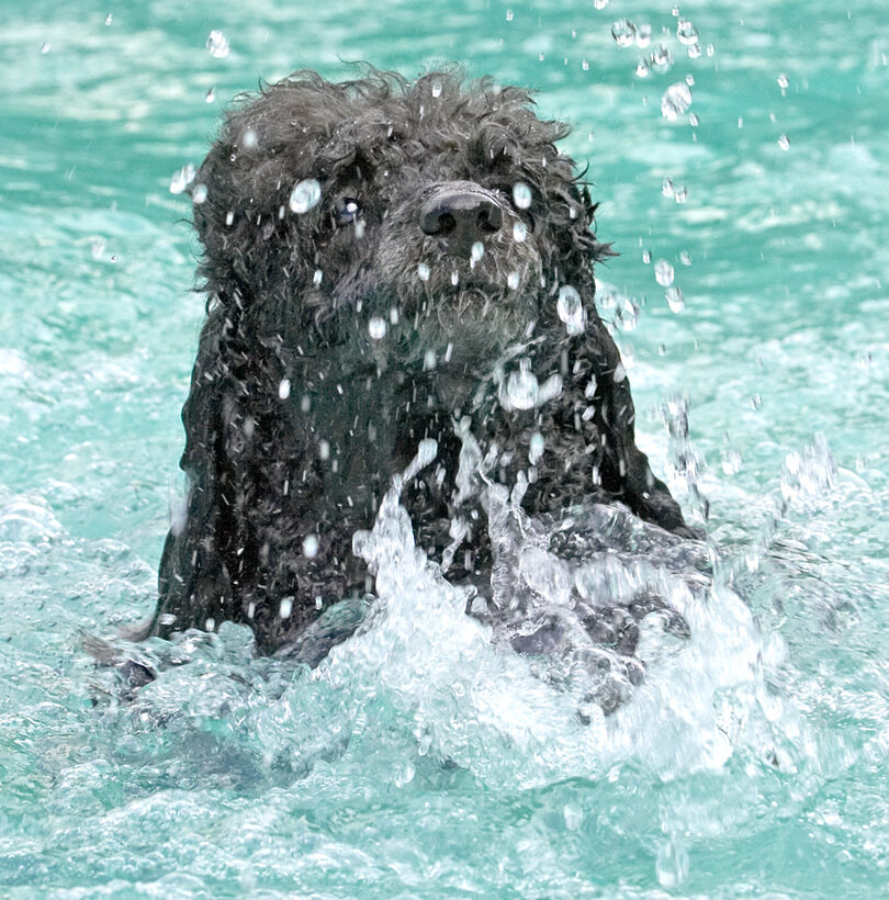 Splish splash