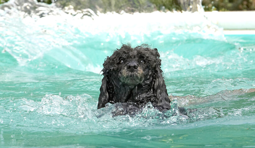 Aaarrrgghhh, Poseidon