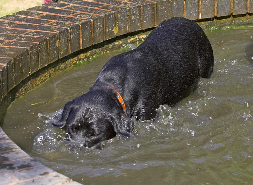 Now, where did I put the ball