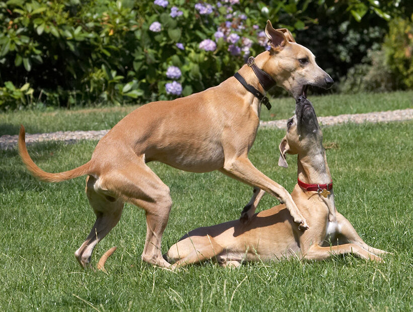 C'mon Kipper, it's playtime