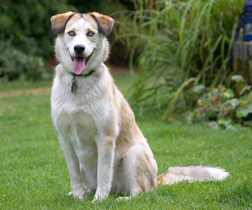 Miss Husky 2006
