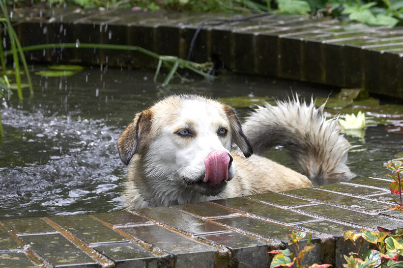 I just love a dip