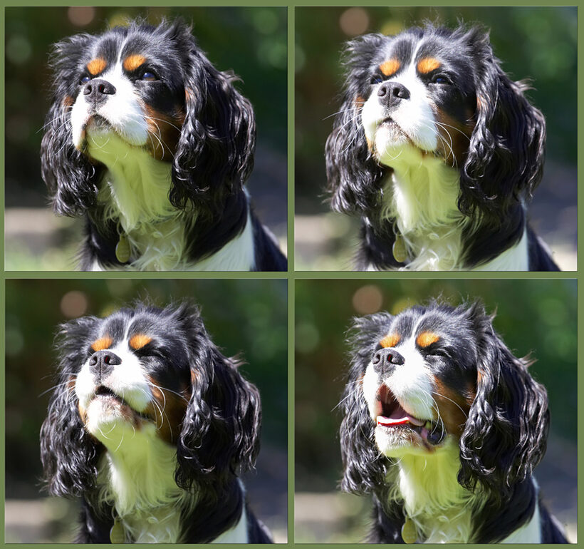 My gallery of funny faces
