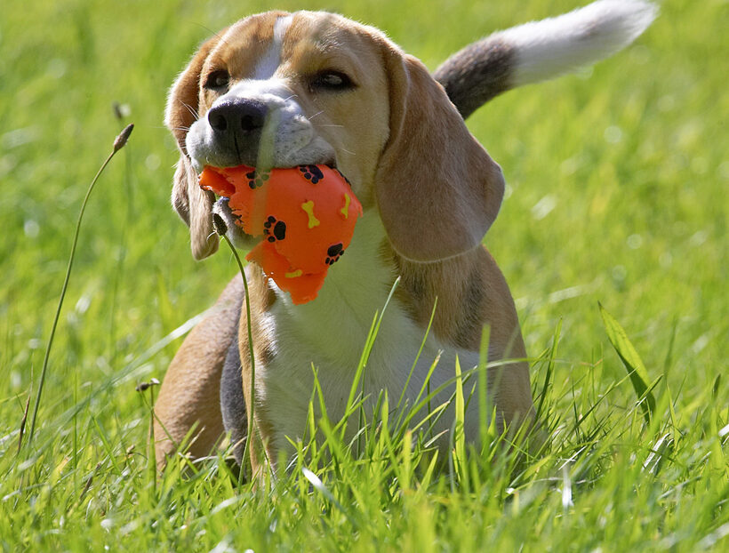 Aren't balls for chewing??
