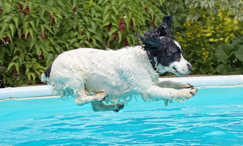 See, it's not only pigs wot can fly