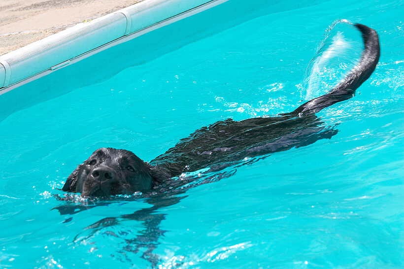 Look, I can use my tail like a rudder