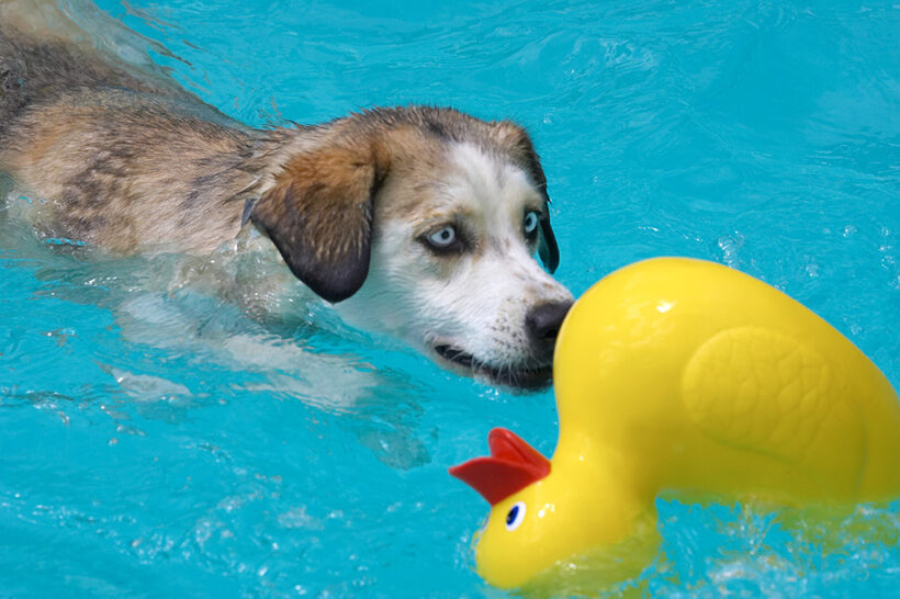 Oh well, the duck it is I suppose