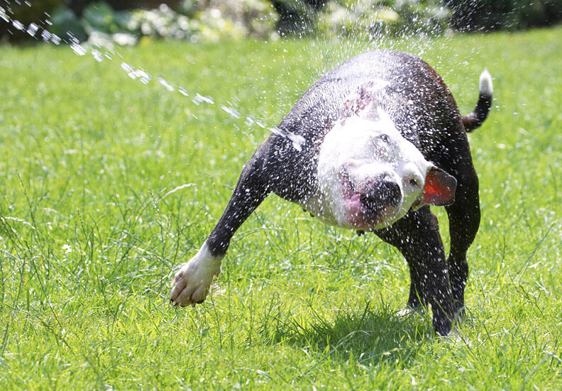 This is the way to cool down on a hot day