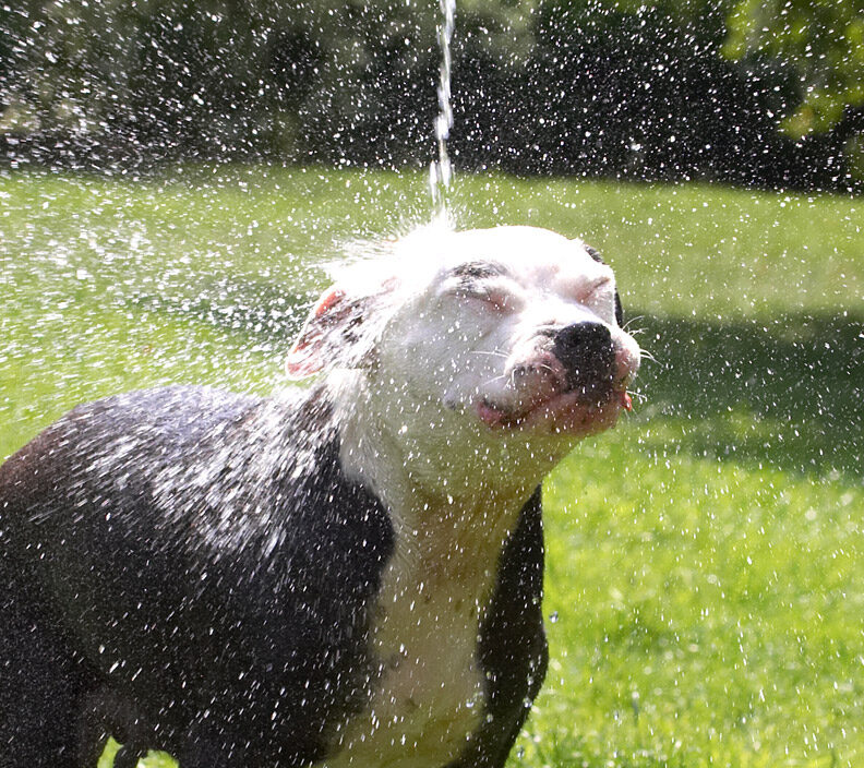 Loving this outdoor shower