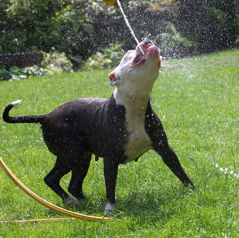 Perfect shot