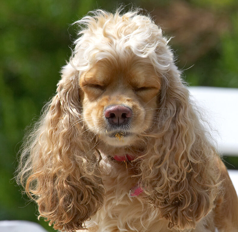If I close my eyes I can get full enjoyment from the peanut butter
