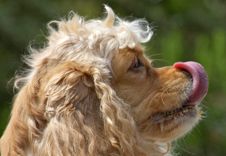 Still working that tongue