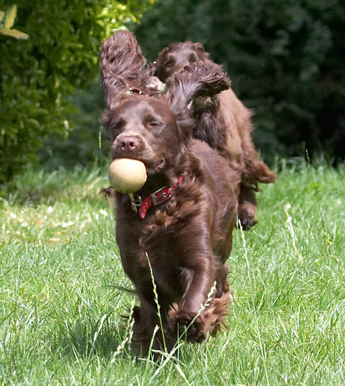 I got the ball!