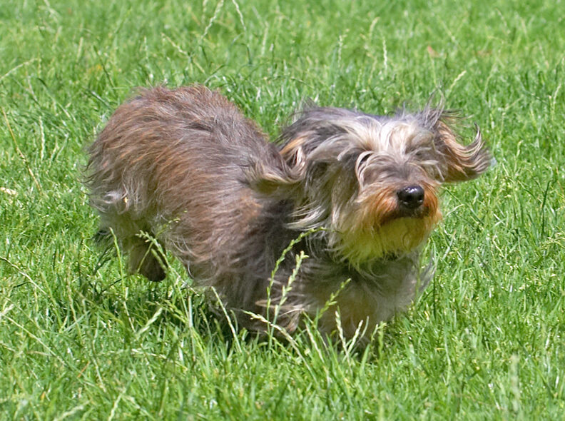 Blimey, this grass is almost as tall as me