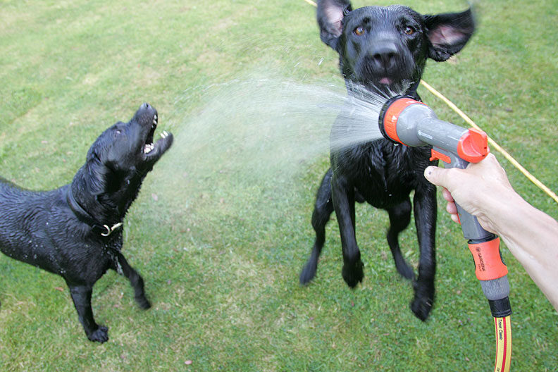 Harvey and Buddy and The Garden Hose