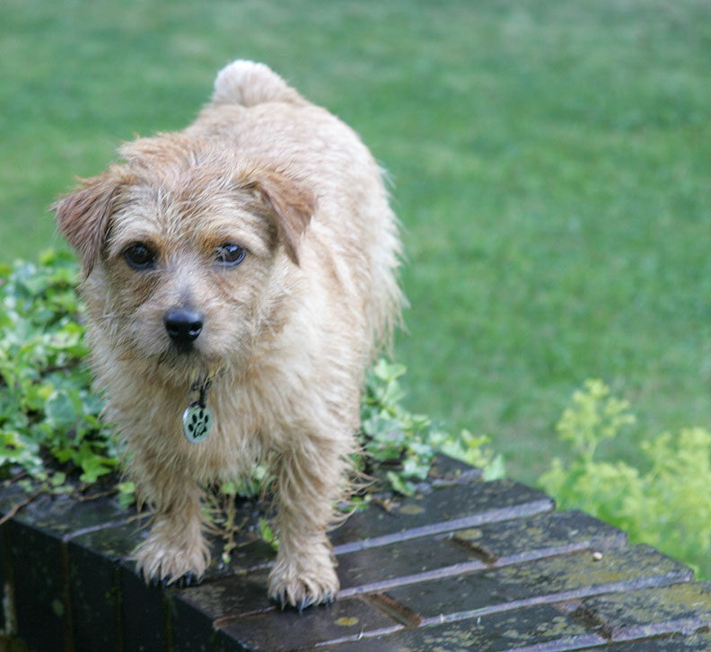 Teddy on the Edge of The Pond
