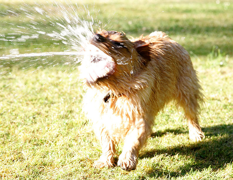 Teddy and The Garden Hose