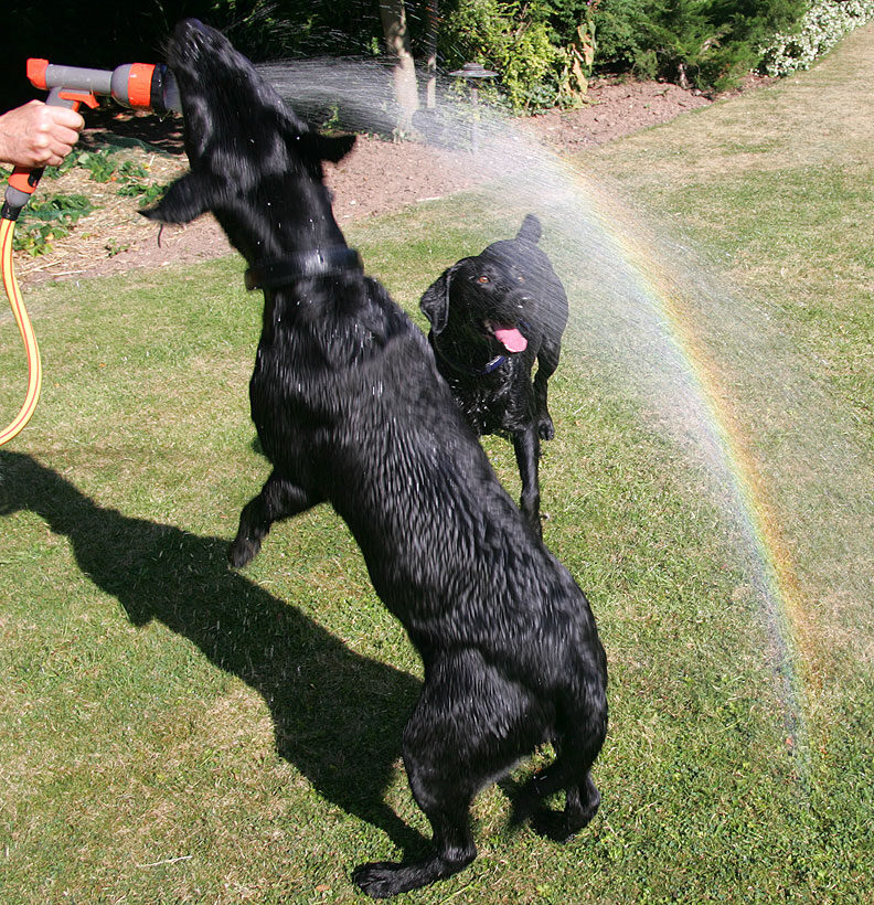Harvey and Buddy Chasing The Rainbow