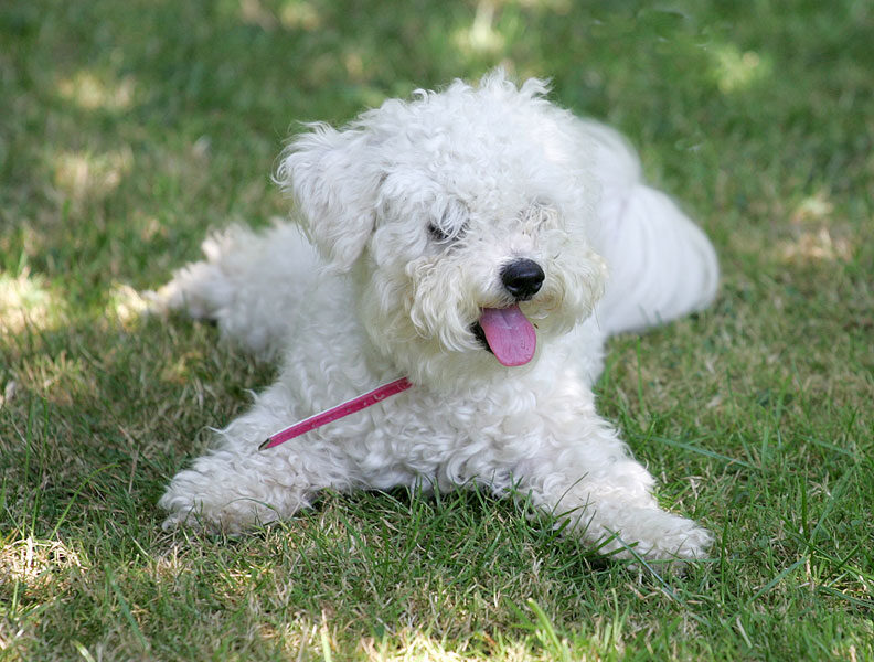 Morgan The Bichon Frise