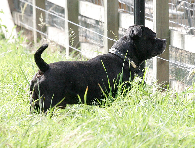 Lennox Watching the Chickens