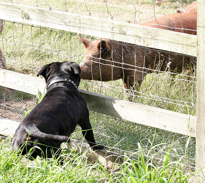 Lennox and the Tamworth Pig